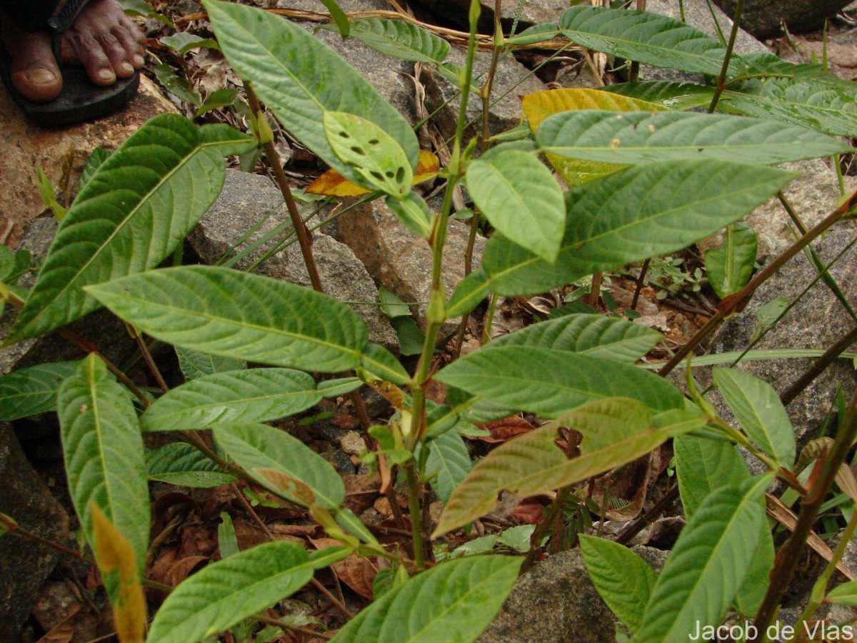 Tadehagi triquetrum (L.) H.Ohashi